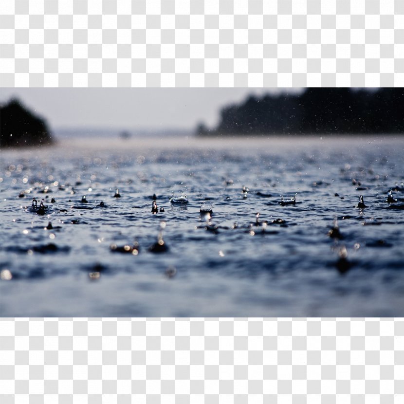 Rain Desktop Wallpaper Weather Wet Season - Water Bird - Puddle Transparent PNG