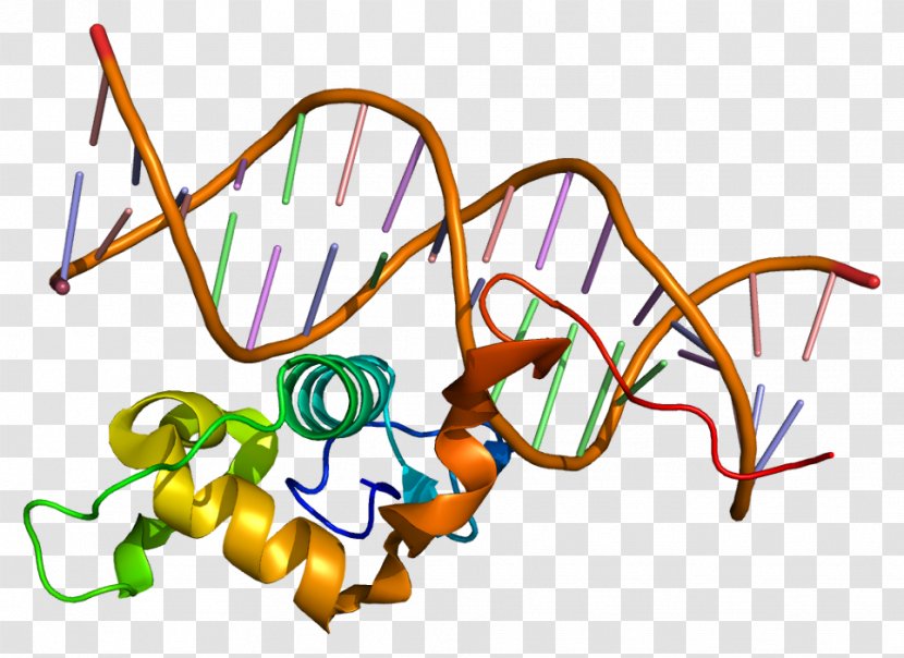 Nuclear Receptor Related-1 Protein Gene Wikipedia - Watercolor - Flower Transparent PNG