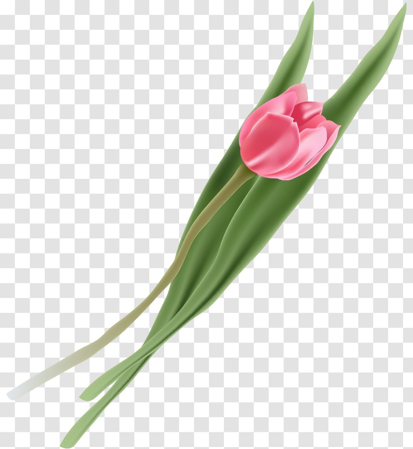 Tulip Flower Transparent PNG