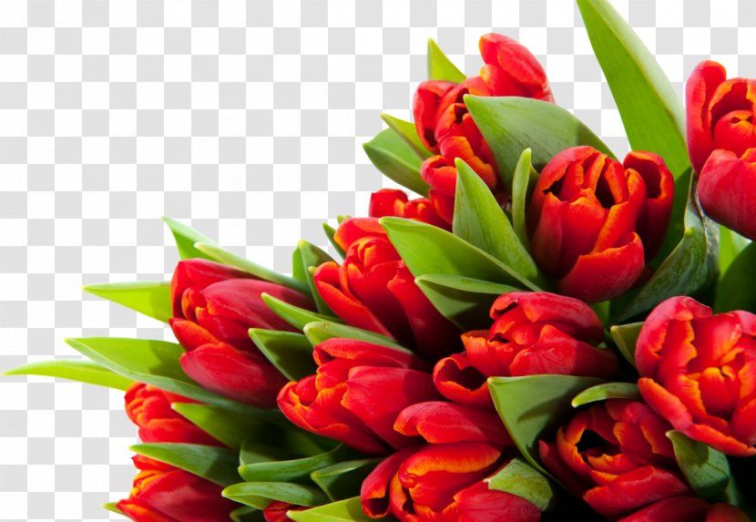 Tulip Flower Bouquet Desktop Wallpaper March 8 - Floristry - Tulips Transparent PNG