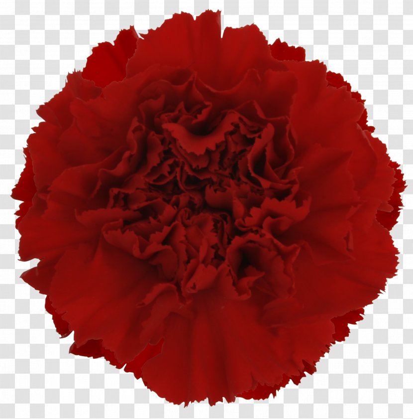 Cut Flowers Carnation Yekaterinburg Red - CARNATION Transparent PNG