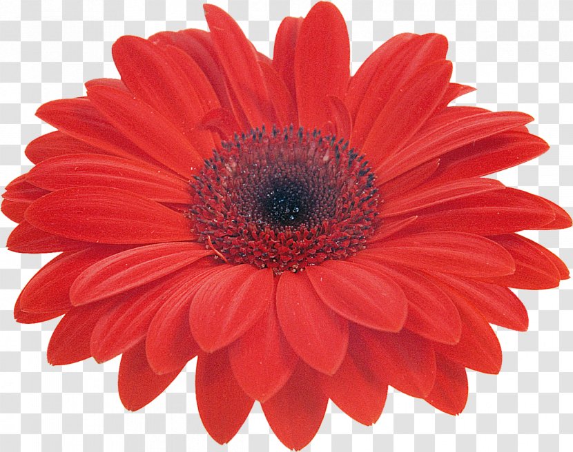 Transvaal Daisy Common Color Stock Photography Clip Art - Royaltyfree - Gerbera Transparent PNG