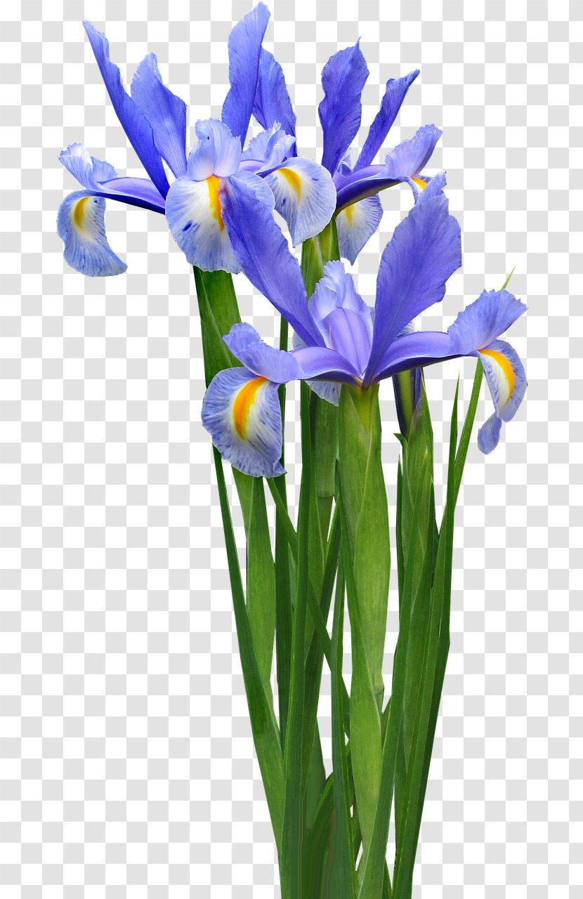 Bulb Flower Irises Lily - Seed Plant Transparent PNG