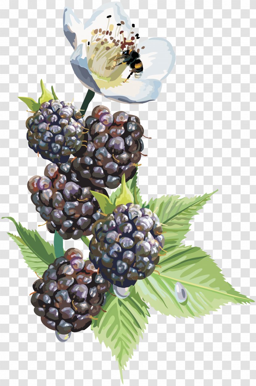 Desktop Wallpaper Blackberry Clip Art - Tree - Mulberry Transparent PNG
