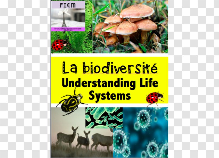 Education Biology Student Biodiversity Sixth Grade - Grass - Science Album Transparent PNG