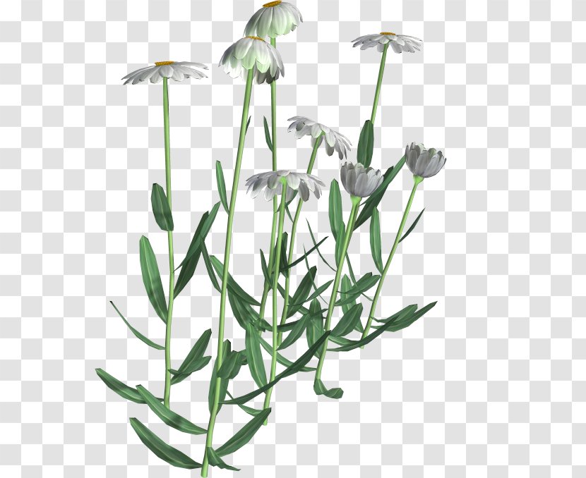 Flowering Plant Chamomile Common Daisy - Family - Flower Transparent PNG