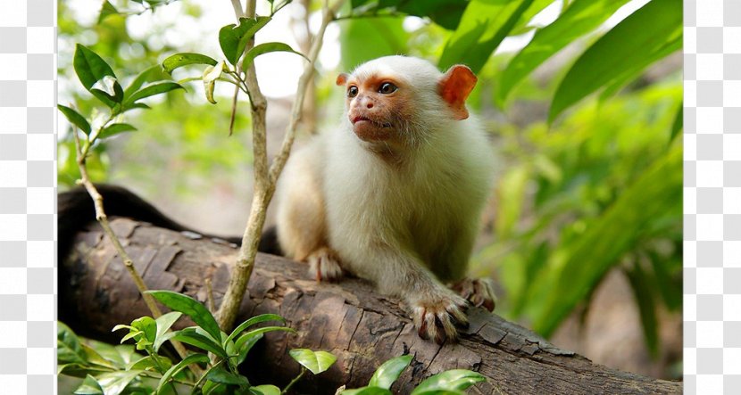 Macaque Danio Margaritatus New World Monkeys Marmoset Wildlife - Monkey - Singapore River Transparent PNG