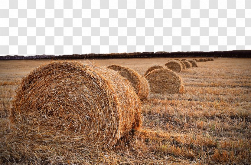 Field Harvest Straw Hay Rural Area - Wheat Transparent PNG