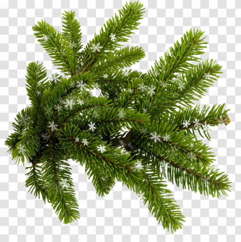 Blue Spruce Conifers New Year Tree Clip Art - Pine - Twigs Transparent PNG