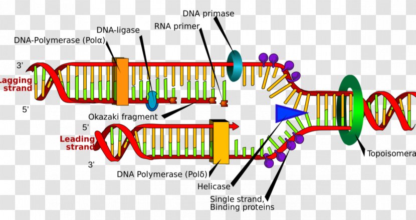 DNA Replication Polymerase Nucleic Acid Double Helix Molecular Structure Of Acids: A For Deoxyribose - Cartoon - Heart Transparent PNG