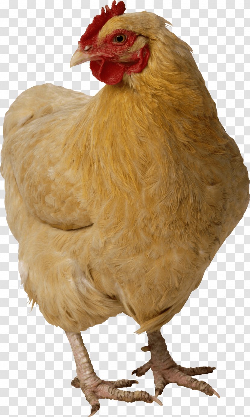 Chicken Nugget Turkey - Poultry - Image Transparent PNG