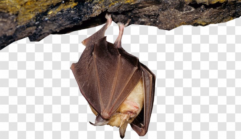 Devon Greater Horseshoe Bat Project Large Flying Fox Transparent PNG