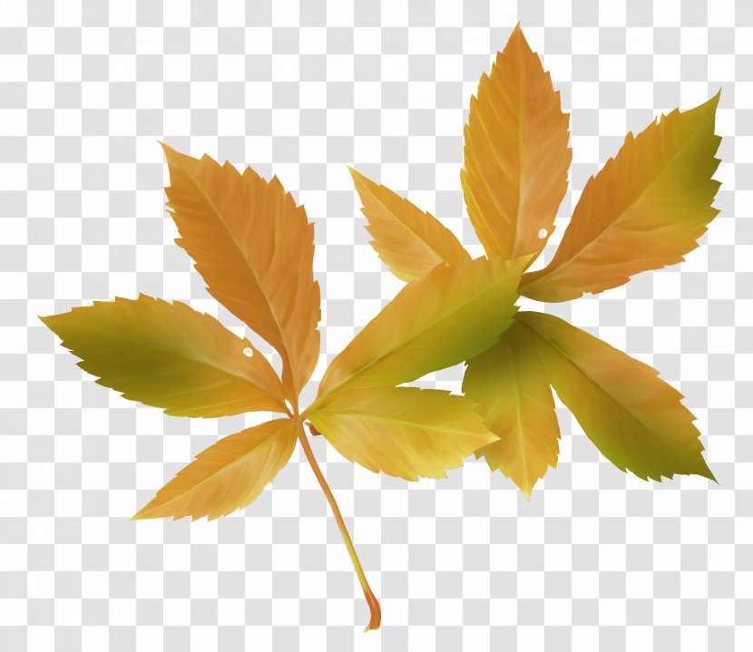 Maple Leaf Autumn - Deciduous - Leaves Transparent PNG
