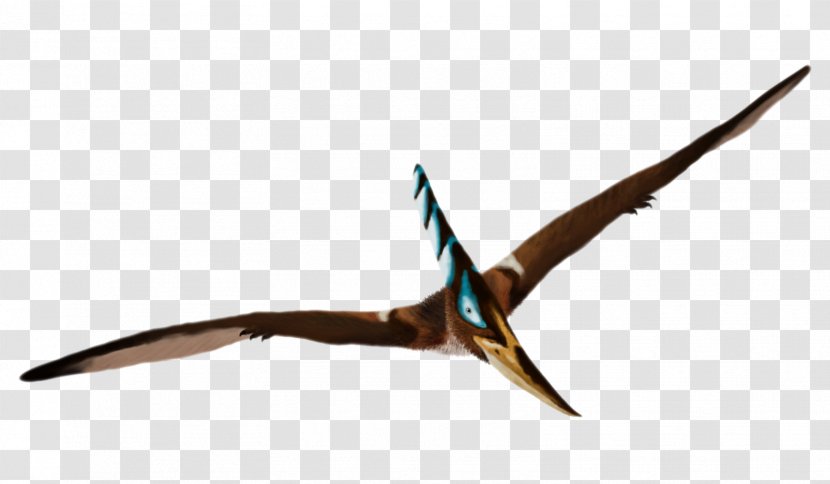 Mr. Pteranodon Pterosaurs Caulkicephalus Dinosaur Transparent PNG
