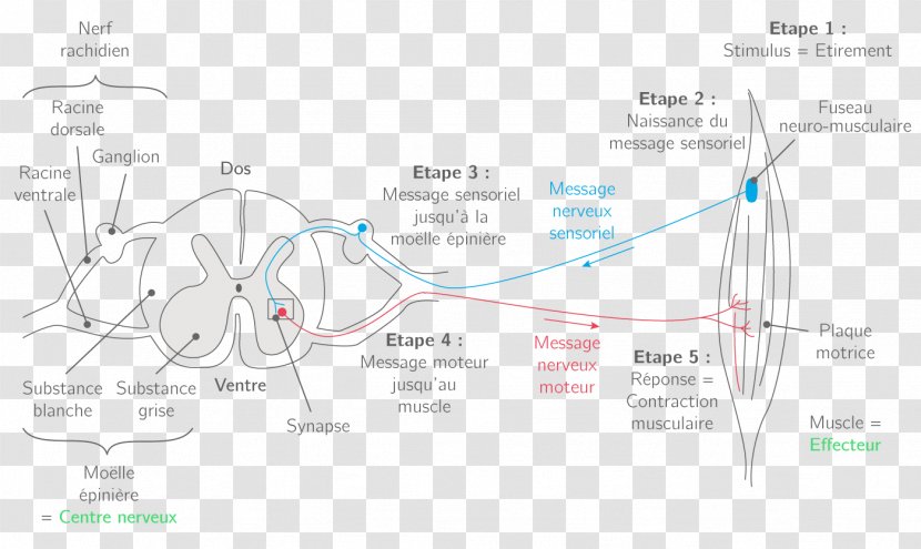 Line Angle Diagram - Map Transparent PNG