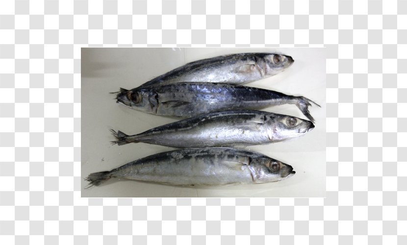 Sardine Pacific Saury Fish Products Mackerel - Forage Transparent PNG