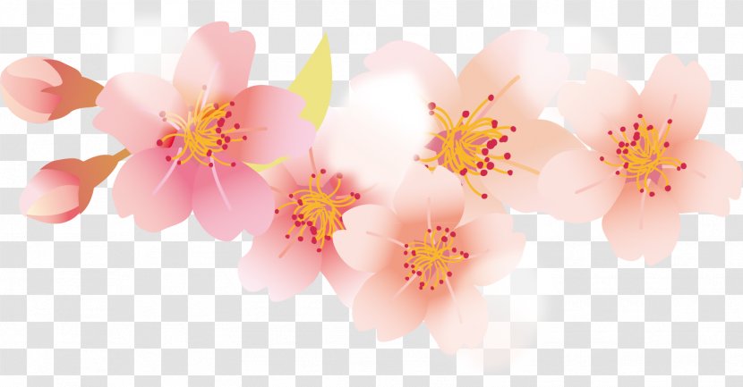 Petal Cherry Blossom Cerasus - Flower - Petals Transparent PNG