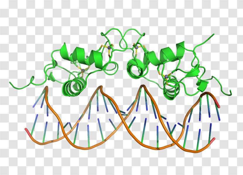 DNA-binding Domain Protein Winged-helix Transcription Factors Helix-turn-helix - Factor - Dnabinding Transparent PNG