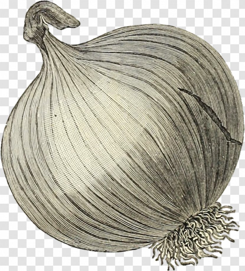 Onion Prebiotic Vegetable Clip Art - Garlic Transparent PNG