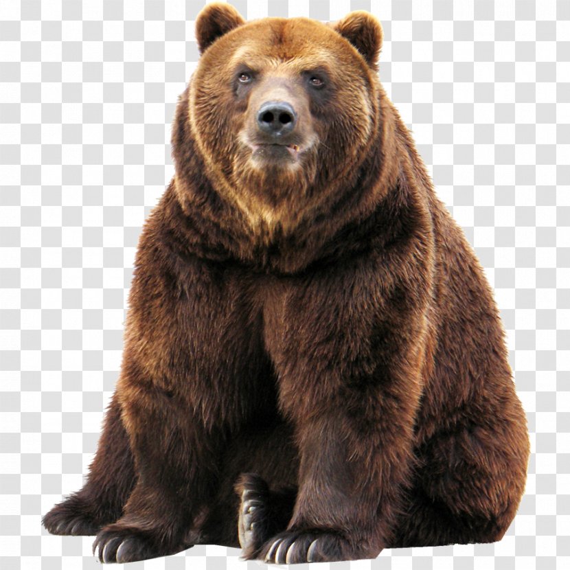 Grizzly Bear American Black Polar Alaska Peninsula Brown - Fur Transparent PNG
