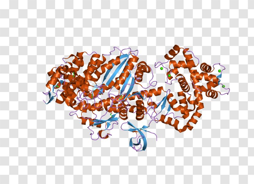 MYO6 Roundworm Myosin Protein - Fly - Art Transparent PNG