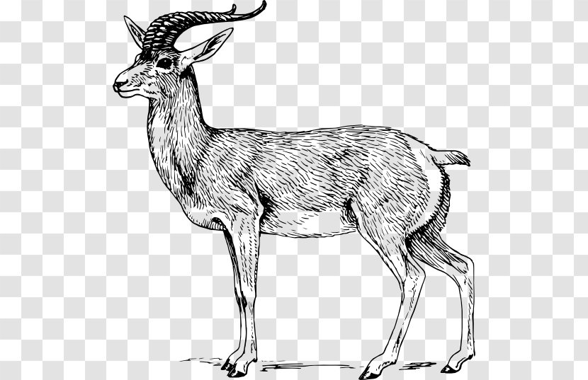 A Pronghorn Antelope Drawing Clip Art - Animal Figure - White Goat Transparent PNG