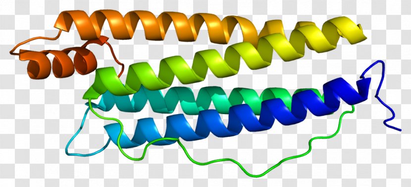 Ferritin Light Chain Immunoglobulin Heavy Protein - Text - Gene Transparent PNG