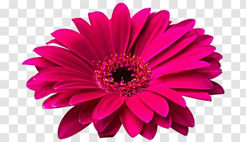 Clip Art Transvaal Daisy Common Family - Chrysanthemum - Flower Transparent PNG