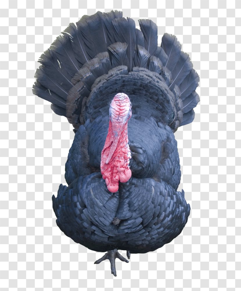 Turkey Poultry - Animal - Transparent Background Transparent PNG