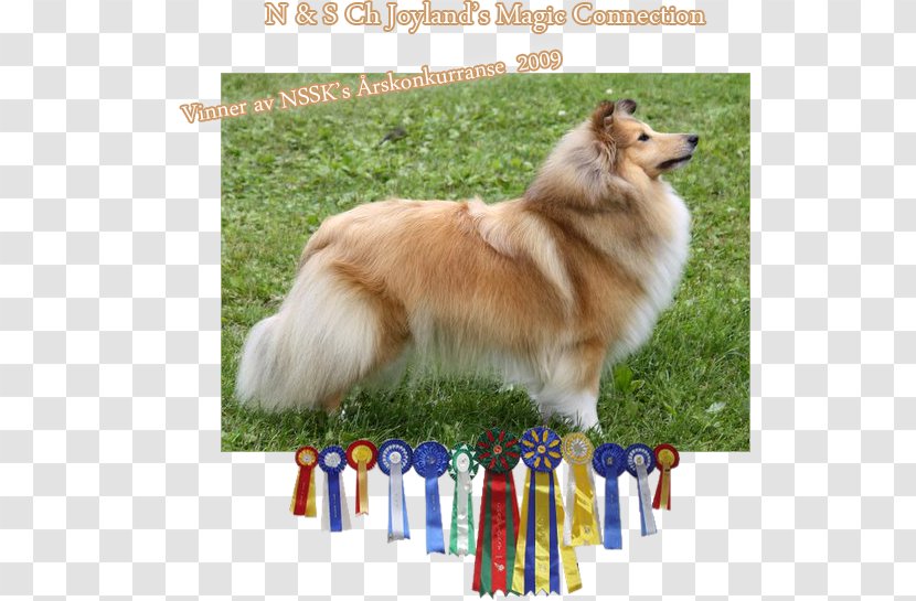 Rough Collie German Spitz Mittel Klein Icelandic Sheepdog Shetland - Dog Breed Transparent PNG