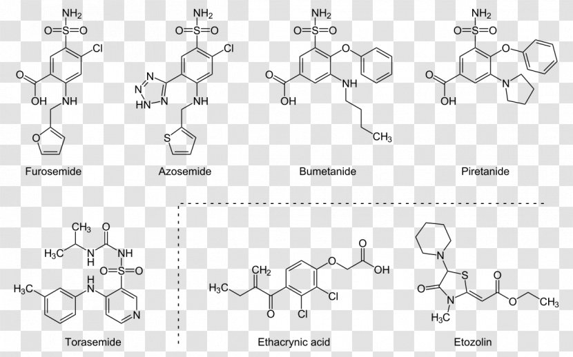 Loop Diuretic Bendroflumethiazide Potassium-sparing - Carbonic Anhydrase Inhibitor - Proximal Tubule Transparent PNG