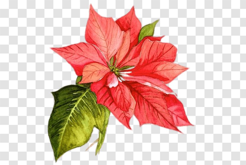 Poinsettia Christmas Watercolor Painting Flower - Annual Plant Transparent PNG