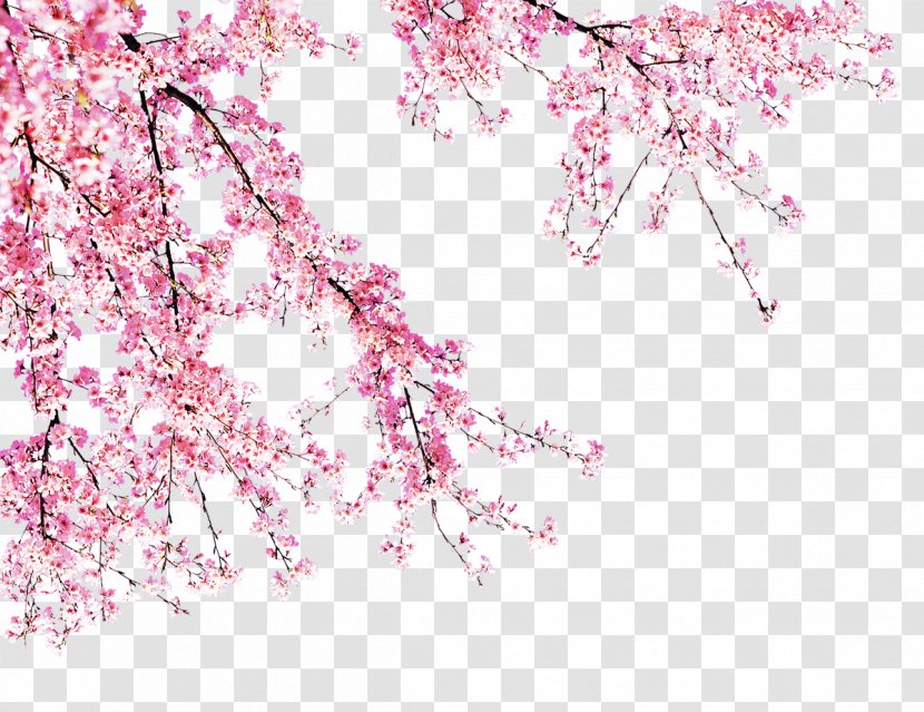 Cherry Blossom Pink - Branch - Peach In Full Bloom Transparent PNG