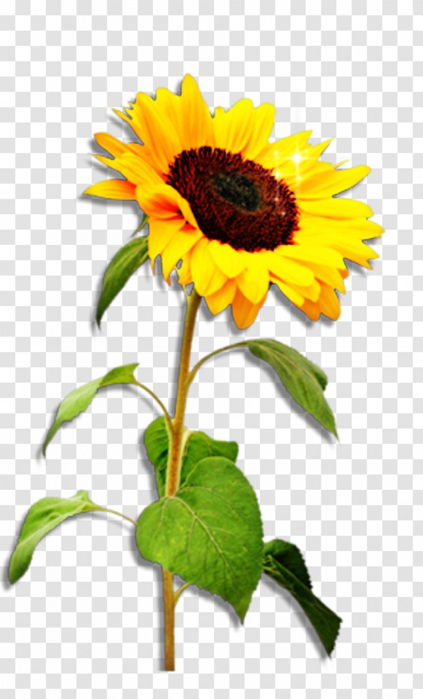 Common Sunflower Stock Photography Stock.xchng Image Royalty-free - Annual Plant - Cool Transparent PNG