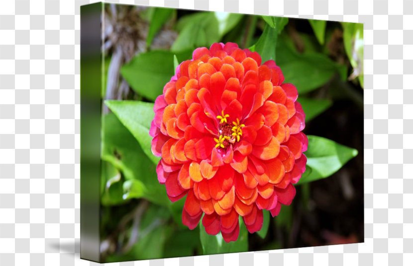 Annual Plant Herbaceous Close-up Flowering - Zinnia Transparent PNG