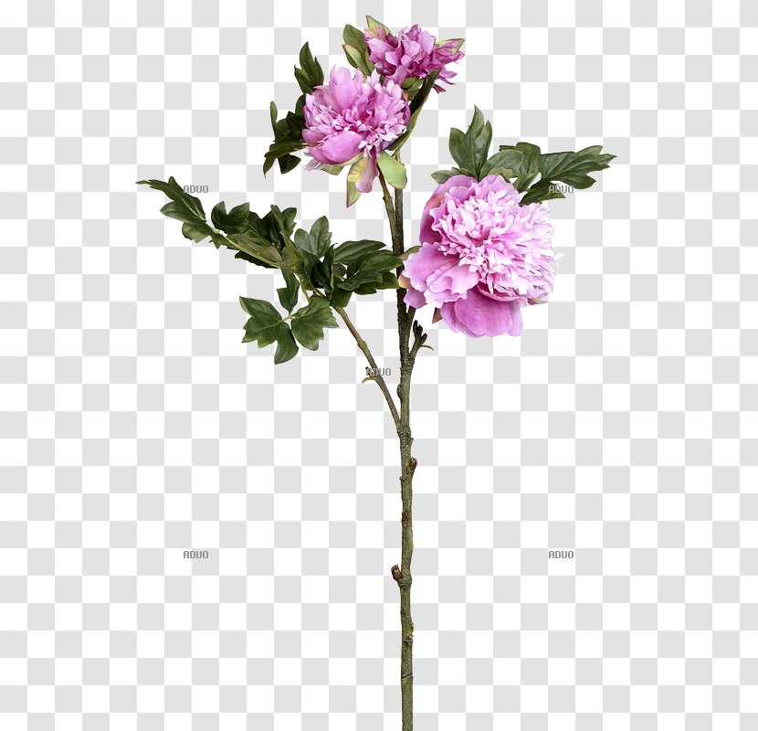Twig Cut Flowers Rose Family Plant Stem Shrub - Film Transparent PNG