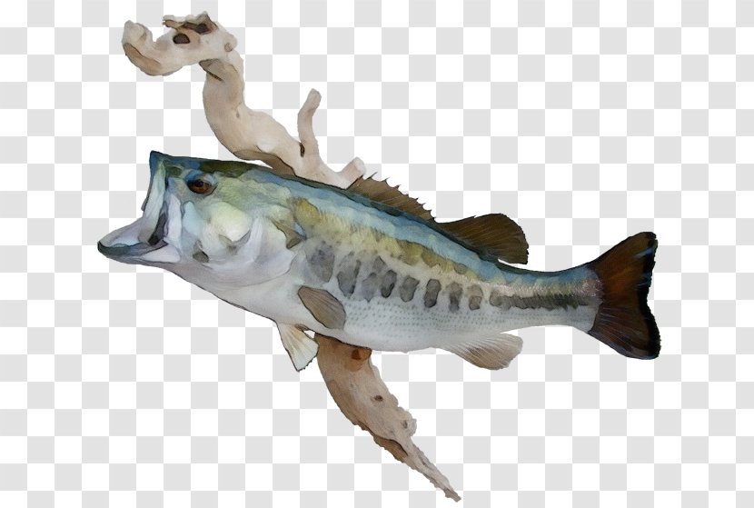 Fish Figurine Bass Northern Largemouth - Bonyfish - Toy Transparent PNG
