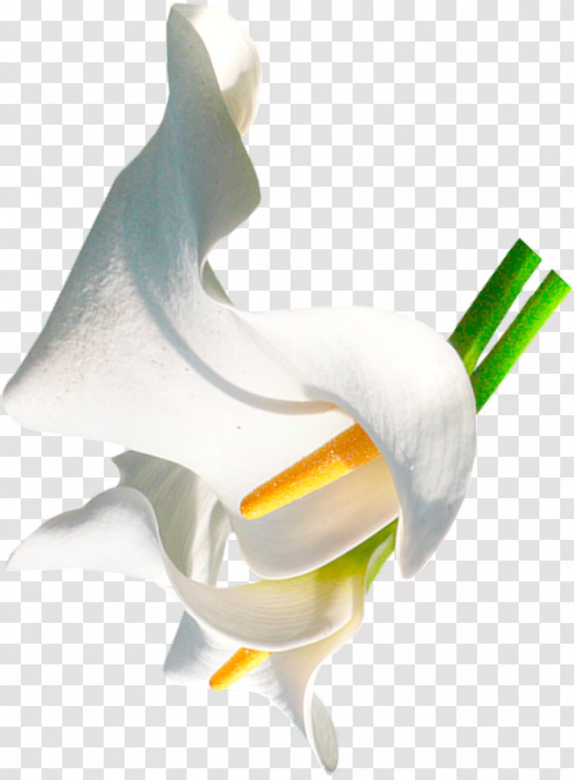 Advertising Orchids Flower DenizBank Transparent PNG