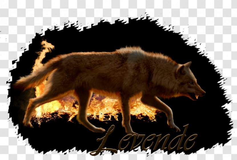 Red Fox Coyote Gray Wolf Jackal - Dog Like Mammal Transparent PNG