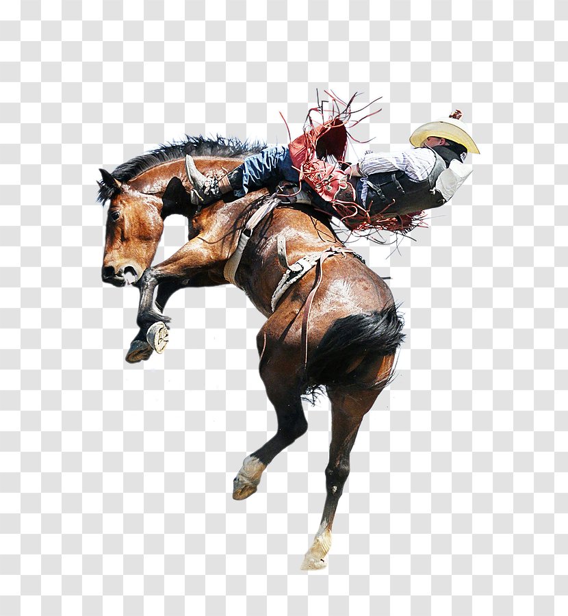 Horse Rodeo Equestrian Bull Riding Bucking - Rein Transparent PNG
