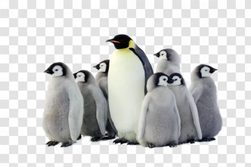 Emperor Penguin Antarctica Bird - Animal - HD Group Of Penguins Transparent PNG