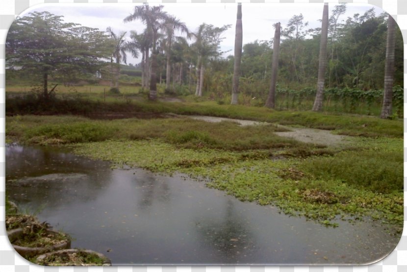 Villa Bulurejo House Bog Vegetation Housing Estate - Plant Community - Kolam Transparent PNG
