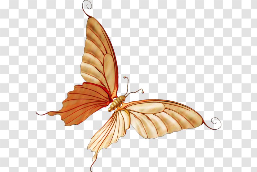Monarch Butterfly Moth - Insect - Crafts Transparent PNG