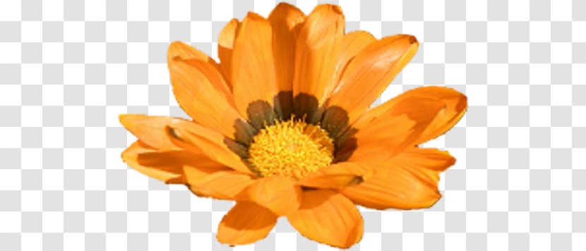 Calendula Officinalis Marigold Flower Yellow Clip Art - Gerbera Transparent PNG