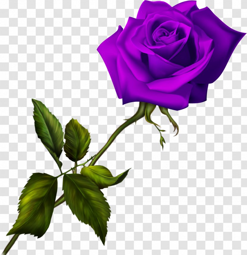 Blue Rose Garden Roses - Flower - Lilac Transparent PNG