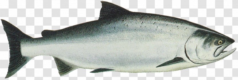 King Salmon Chinook Sockeye Chum - Striped Bass - SALMON Transparent PNG