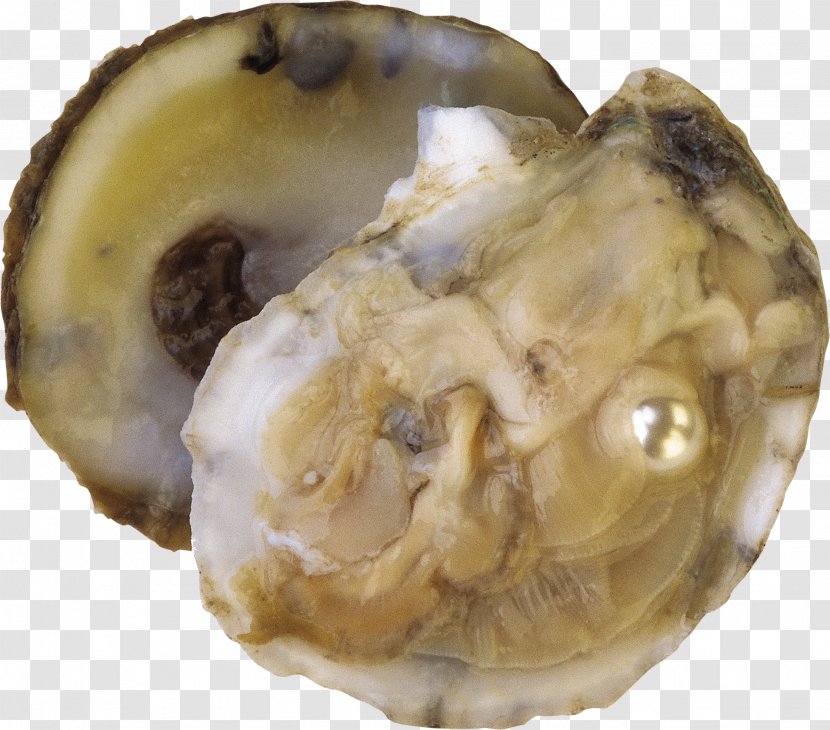 Oyster Clam Molluscs Pearl Seashell - Fisch Transparent PNG