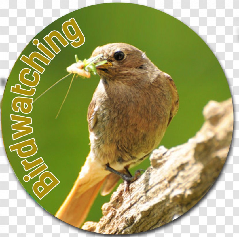 Ortolan Bunting Finches Wren Beak - Fauna - Bird Watching Transparent PNG