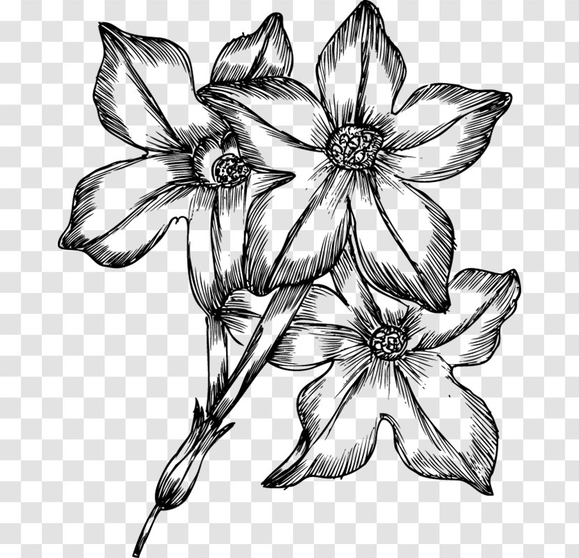 Drawing Flower Clip Art - Flowering Plant Transparent PNG