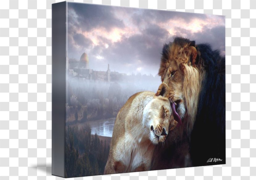 Lion Stock Photography Art Wildlife - Roar - Israel 70 Transparent PNG
